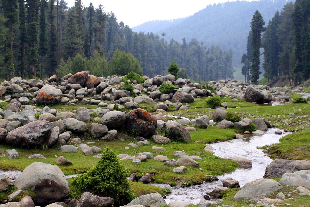 Large stones with water flowing through a forested area in Gulmarg